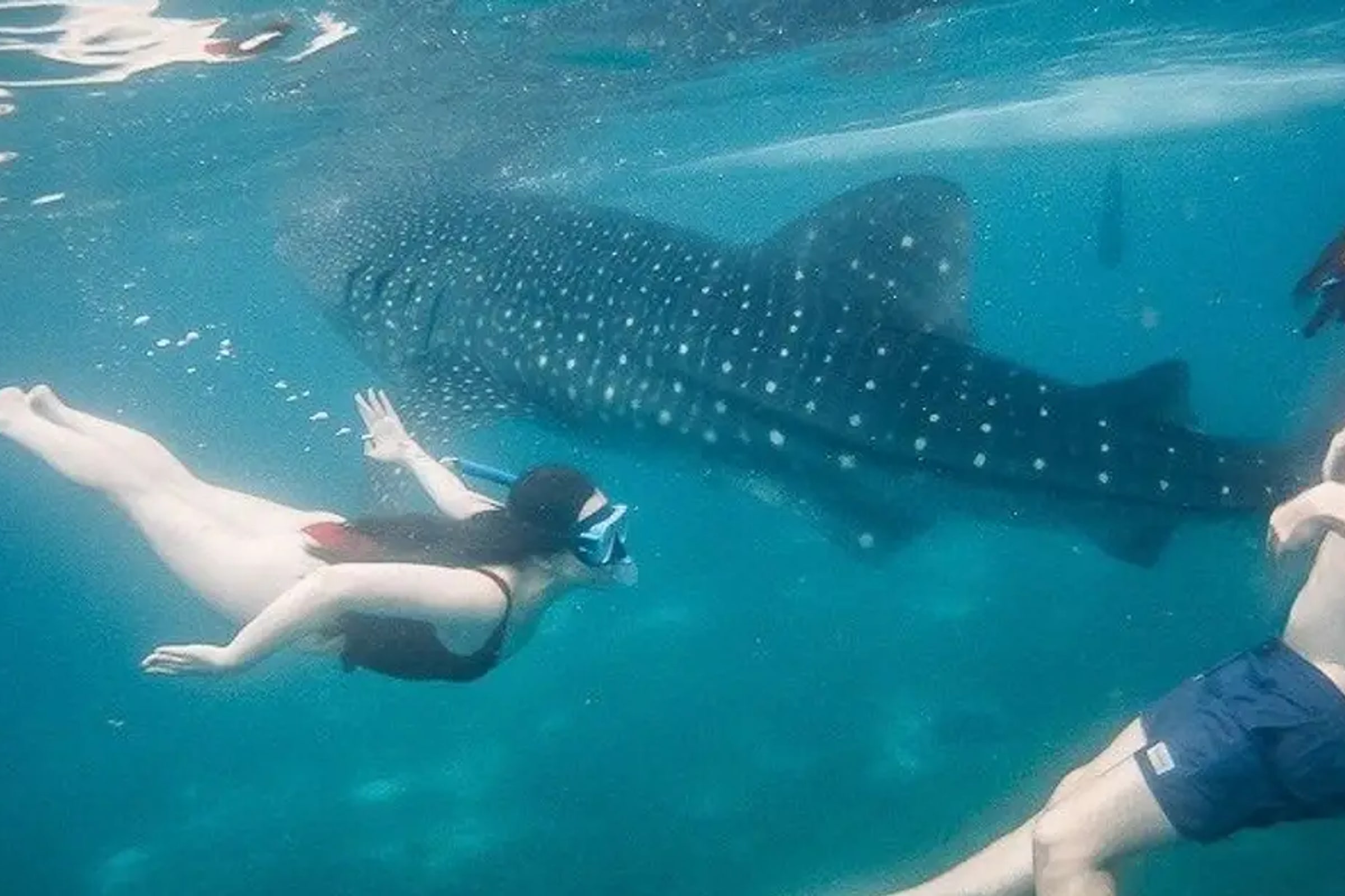 Private Whale Shark Watching and Canyoneering in Kawasan Falls Tour